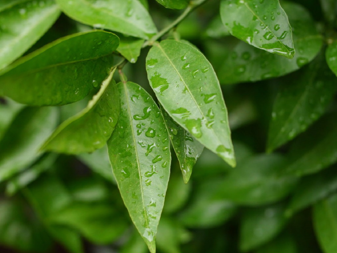 舌苔は菌のコントロールで決まる